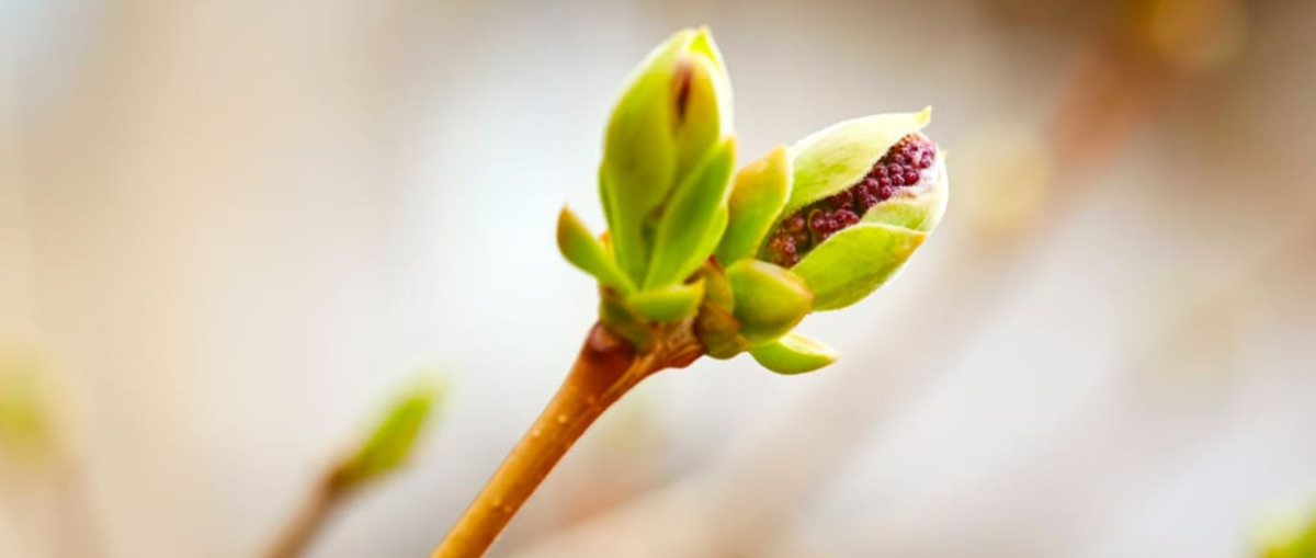 La gemmothérapie : les bourgeons au service du bien-être naturel