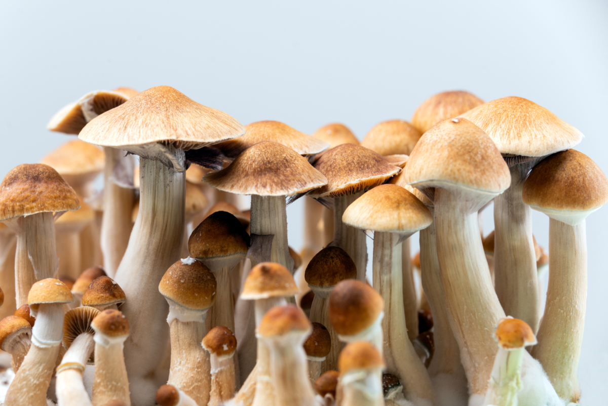 Les effets de la psilocybine sur la santé mentale