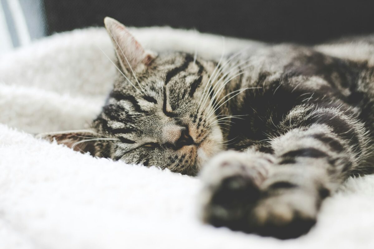 découvrez comment améliorer votre sommeil avec sleep cycle, une application de suivi du sommeil et de réveil intelligent.