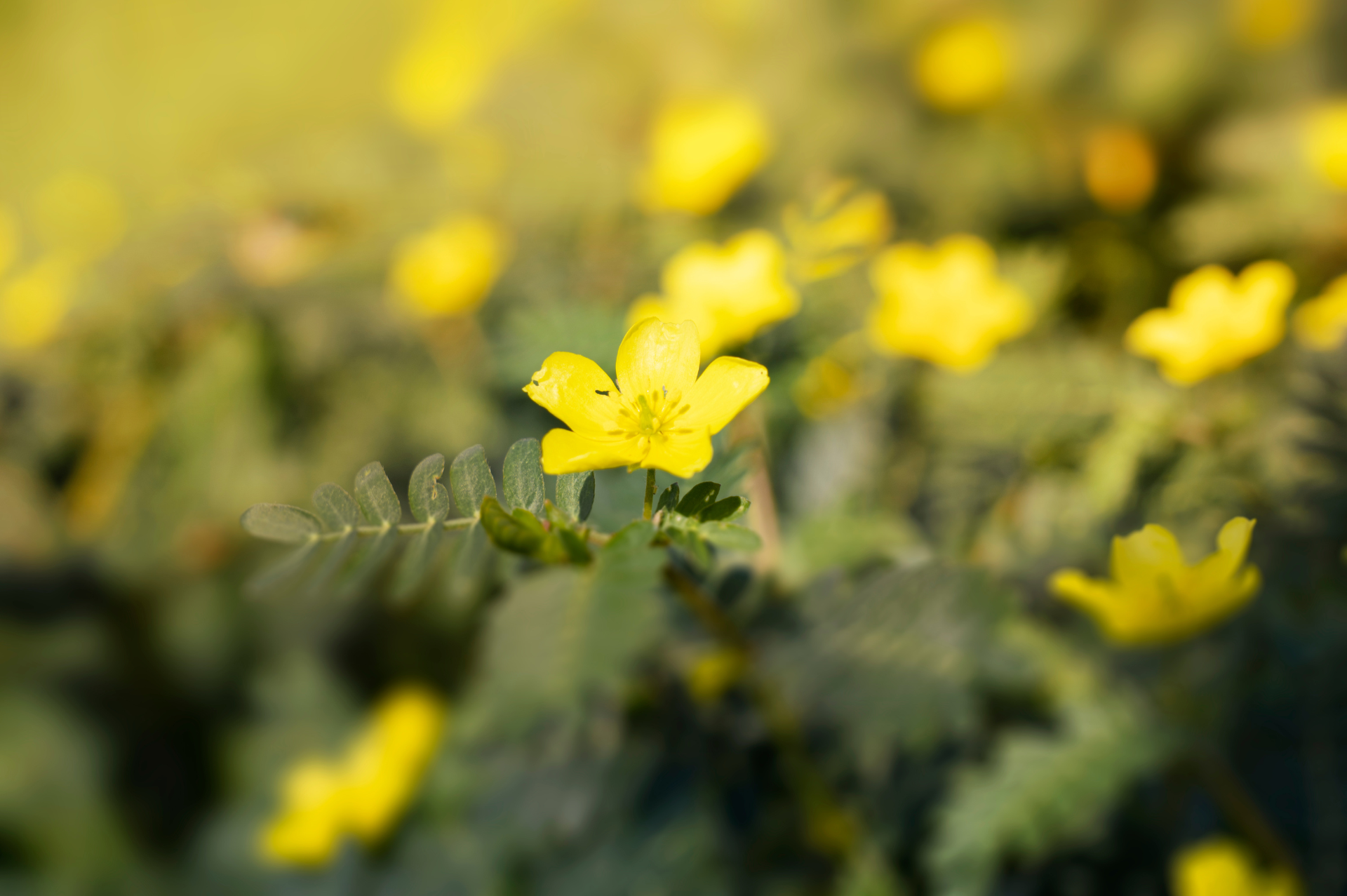 fleur tribulus