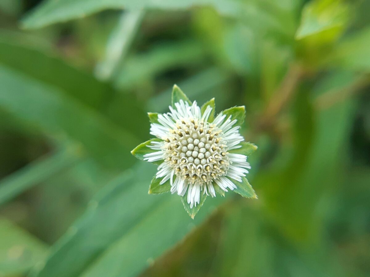 découvrez les bienfaits de la phytothérapie, une méthode naturelle pour renforcer votre santé avec les plantes et les herbes. apprenez comment la phytothérapie peut vous aider à prévenir et à traiter divers maux et symptômes.