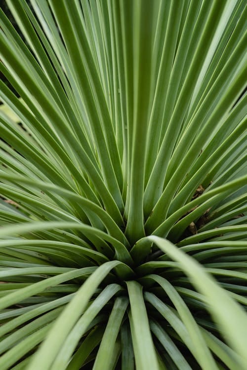 plantes adaptogènes