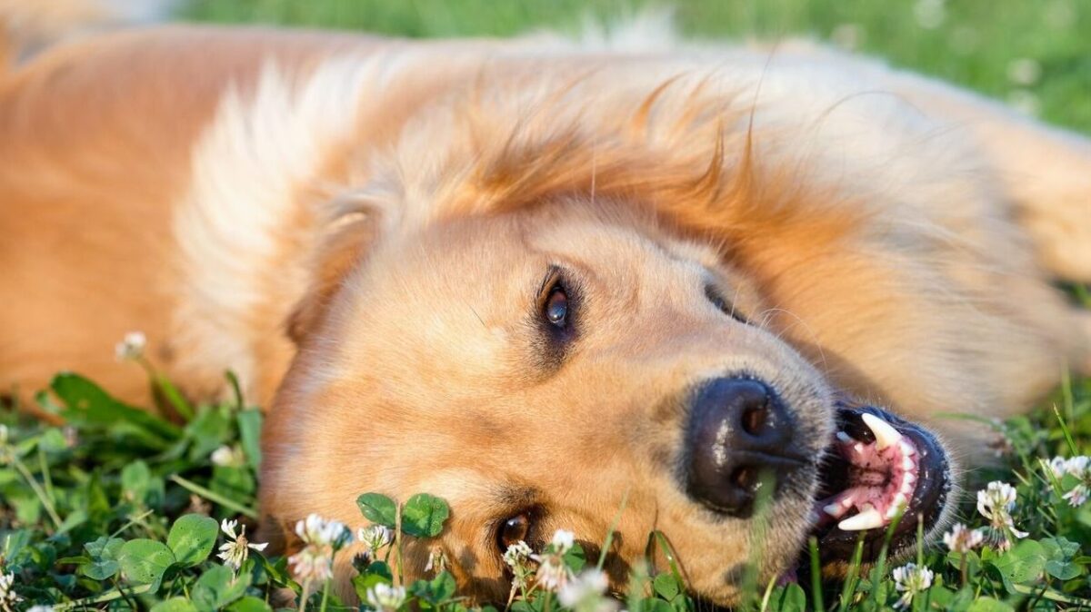 Les meilleurs remèdes de grand-mère contre le pipi au lit