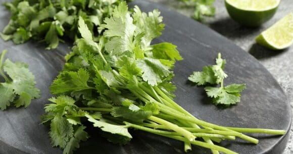 Quelles sont les vertus de la fleur ?