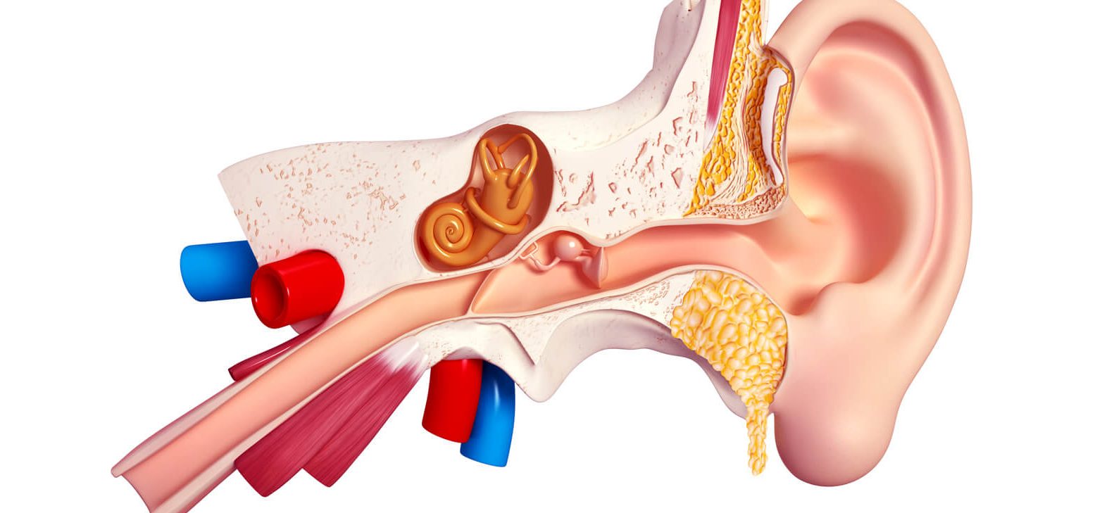 Trompe d’Eustache bouchée : l’efficacité de la cortisone – eln-voces.com