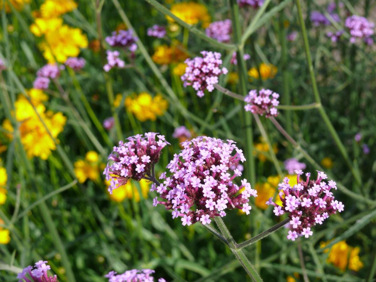 Verveine : plante sorcière ?